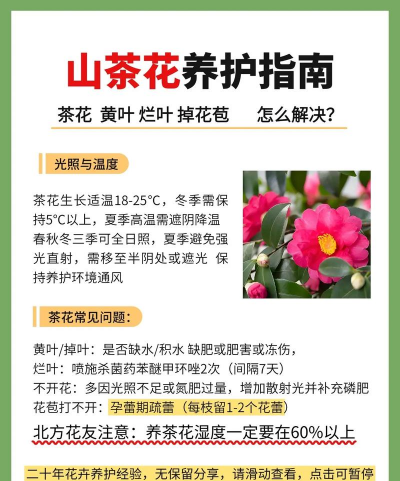茶花的养护