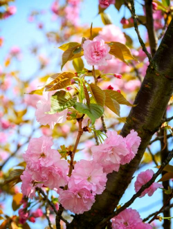 养花创意，点亮生活，增添乐趣