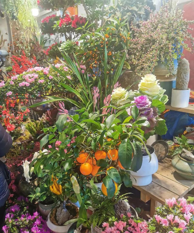 养花创意，点亮生活，增添乐趣