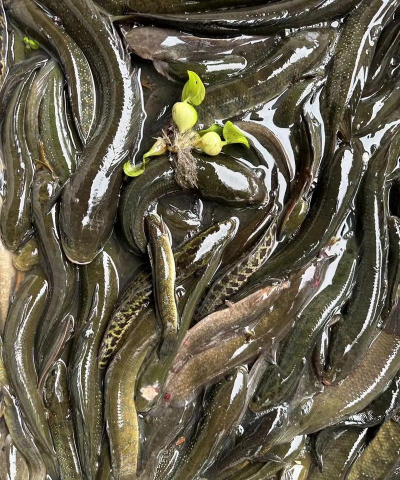 养花创意，点亮生活，增添乐趣