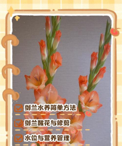 水养花瓶,挑选技巧,养护要点 水养花瓶,挑选技巧,养护要点