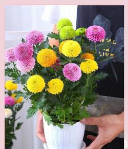 生态土鸡养殖技术，掌握关键要点，提升养殖效益