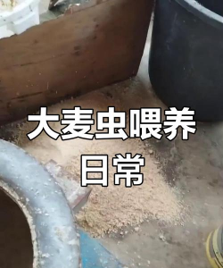 生态土鸡养殖技术，掌握关键要点，提升养殖效益