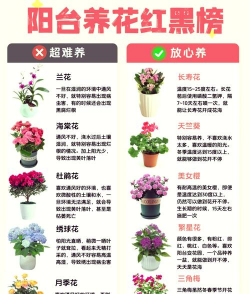 天门冬盆栽养殖方法，轻松上手，四季常绿