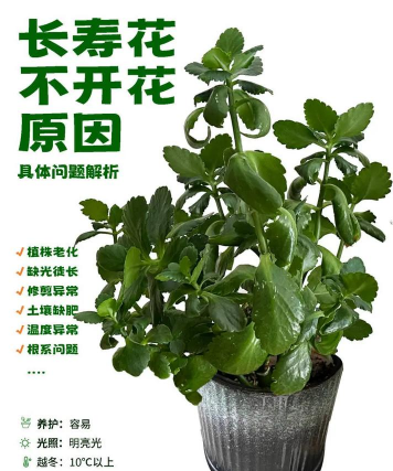 养花手册，新手入门指南，轻松养好花