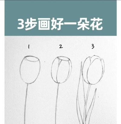 养花手册，新手入门指南，轻松养好花