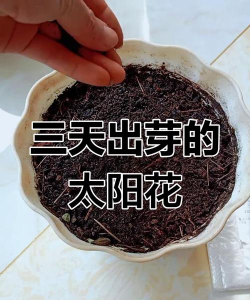 养花手册，新手入门指南，轻松养好花