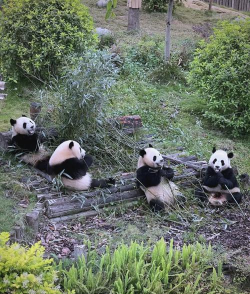 养花手册，新手入门指南，轻松养好花