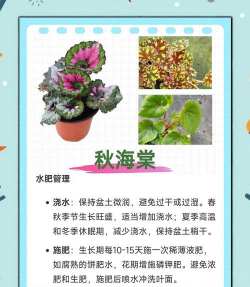 养花手册，新手入门指南，轻松养好花