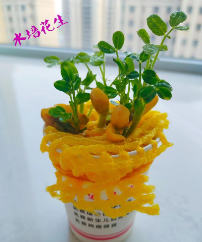 米能养花，废物利用，简单有效