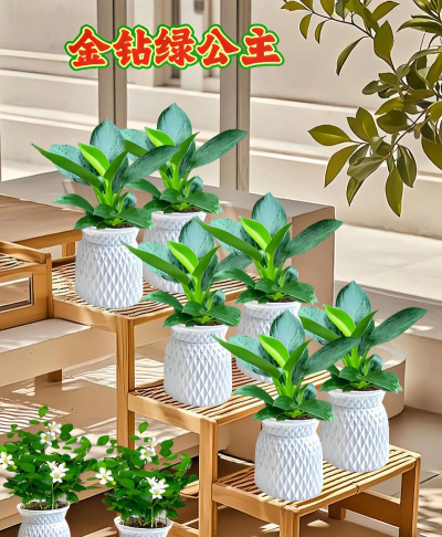 家养花草，轻松上手，打造绿色小天地