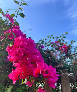 小众送妈妈的花有哪些花