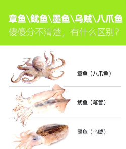 鱿鱼可以养殖吗，技术难点在哪，市场前景如何