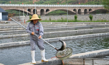 废油养花，家庭妙用，环保又省钱