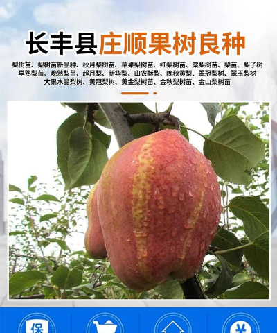 秋月梨几年结果