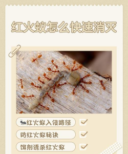 大米养花，废物利用，简单有效