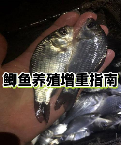 大米养花，废物利用，简单有效