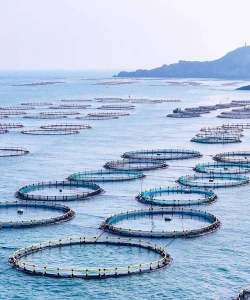 大米养花，废物利用，简单有效