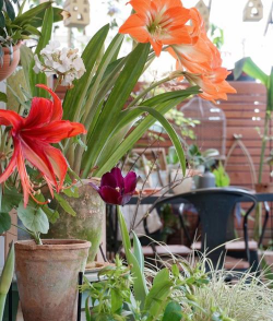 废油养花，家庭妙用，环保又省钱