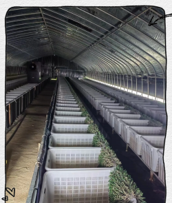 废油养花，家庭妙用，环保又省钱