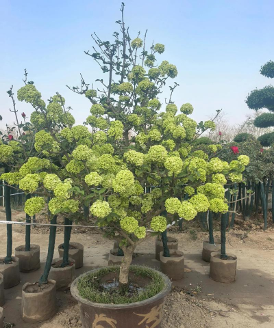 鄢陵花卉,品种丰富,选购技巧,养护要点 鄢陵花卉,品种丰富,选购技巧,养护要点