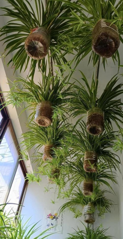 养花的容器,选对材质,提升植物生长 养花的容器,选对材质,提升植物生长