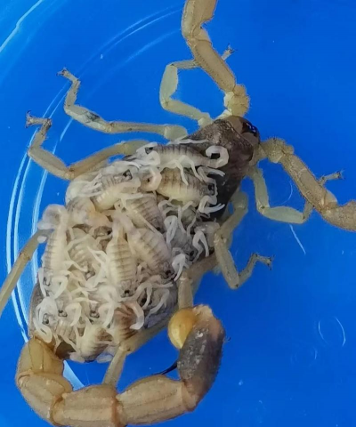 西安蝎子养殖,技术要点,市场前景 西安蝎子养殖,技术要点,市场前景