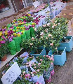 废油养花，家庭妙用，环保又省钱