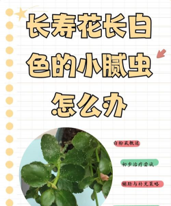 养花长虫，常见问题，解决思路