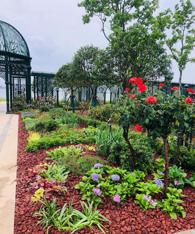 天门冬盆栽养殖方法，轻松上手，四季常绿