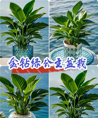 天门冬盆栽养殖方法，轻松上手，四季常绿