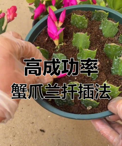 小众送妈妈的花有哪些花