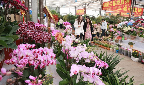 红虫室内养殖技术，掌握关键要点，实现稳定产出