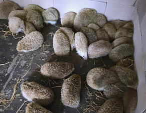 大缸养花，选对方法，轻松打造庭院美景