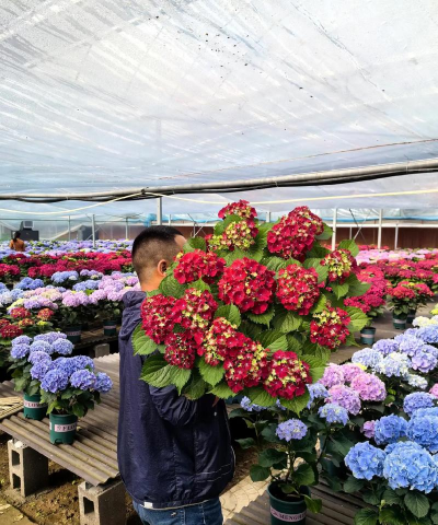 大缸养花，选对方法，轻松打造庭院美景