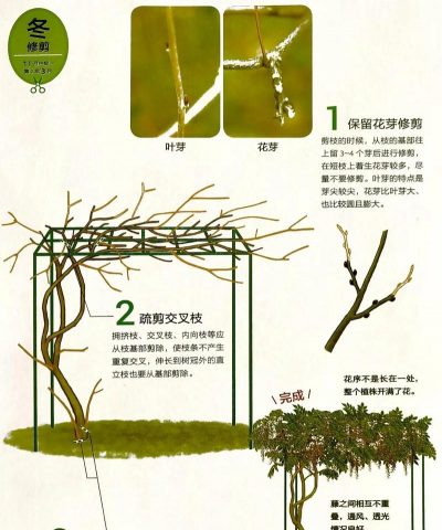 怎么养花藤，新手入门，轻松上手
