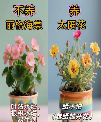 室内养花要注意什么，新手常犯错误，实用避坑指南