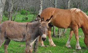 小众送妈妈的花有哪些花