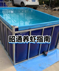 养殖桶养虾,新手入门指南,常见问题解答 养殖桶养虾,新手入门指南,常见问题解答