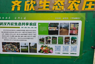 大缸养花，选对方法，轻松打造庭院美景