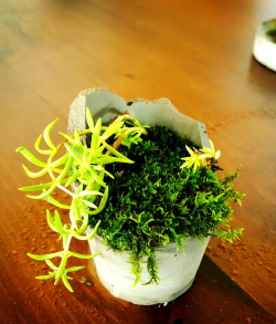 养花手册，新手入门指南，轻松养好花