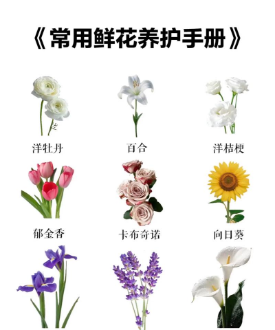 养花手册，新手入门指南，轻松养好花
