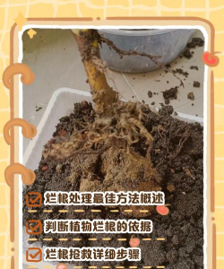 养花手册，新手入门指南，轻松养好花