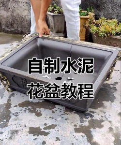 养花手册，新手入门指南，轻松养好花