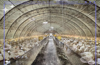 生物球养花，轻松又好看，新手也能玩