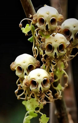 小众送妈妈的花有哪些花