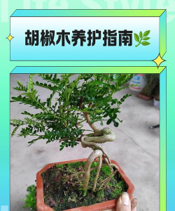 胡椒木的养殖方法，轻松上手，避免常见误区