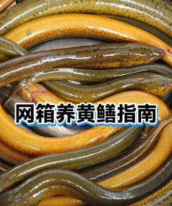 黄鳝养殖加盟，选择靠谱平台，实现稳定收益