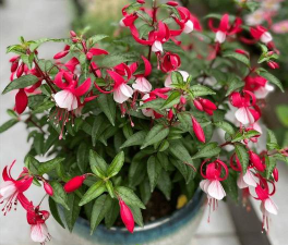 倒挂金钟的养殖方法，掌握关键技巧，轻松养出繁花