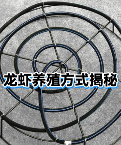 生物球养花，轻松又好看，新手也能玩